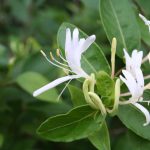a white honeysuckle flower with green leaves
