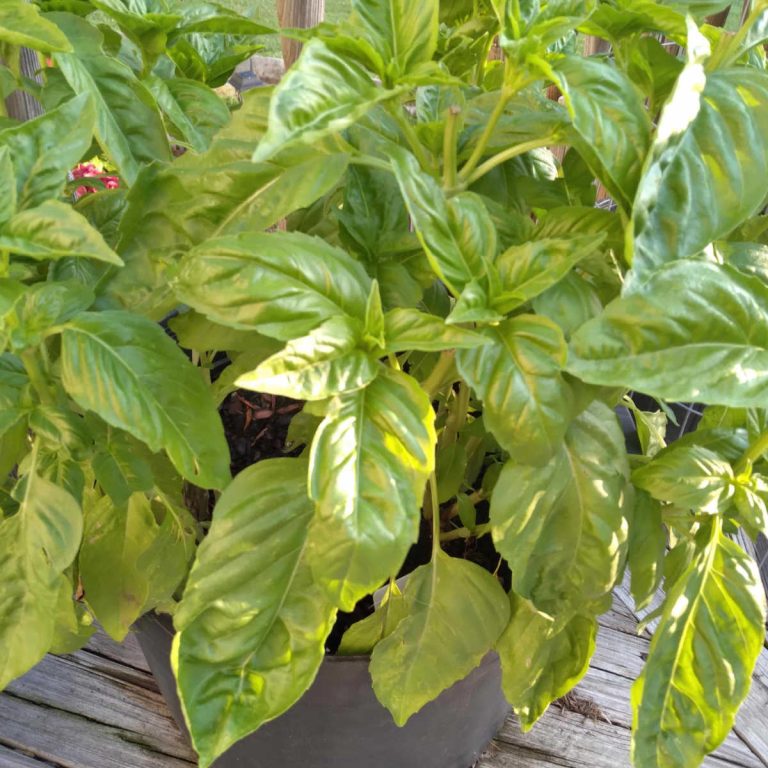 a closeup of a basil plant