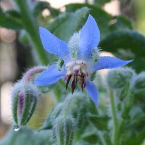a blue borage herb flower