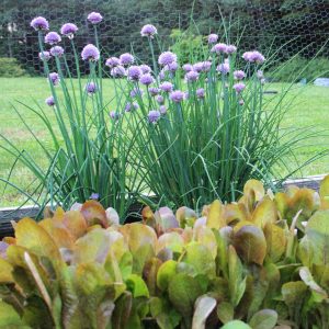 chive plants in bloom with lettuce
