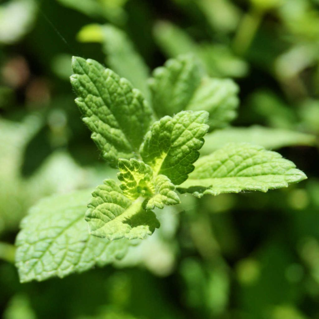 a close up of a lemon balm herb plant