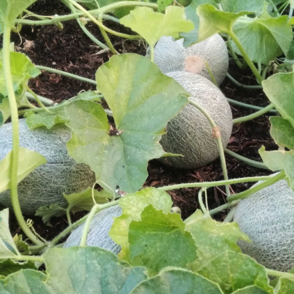 cantaloupe growing in the garden