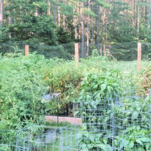 a lush garden thanks to plenty of mushroom compost