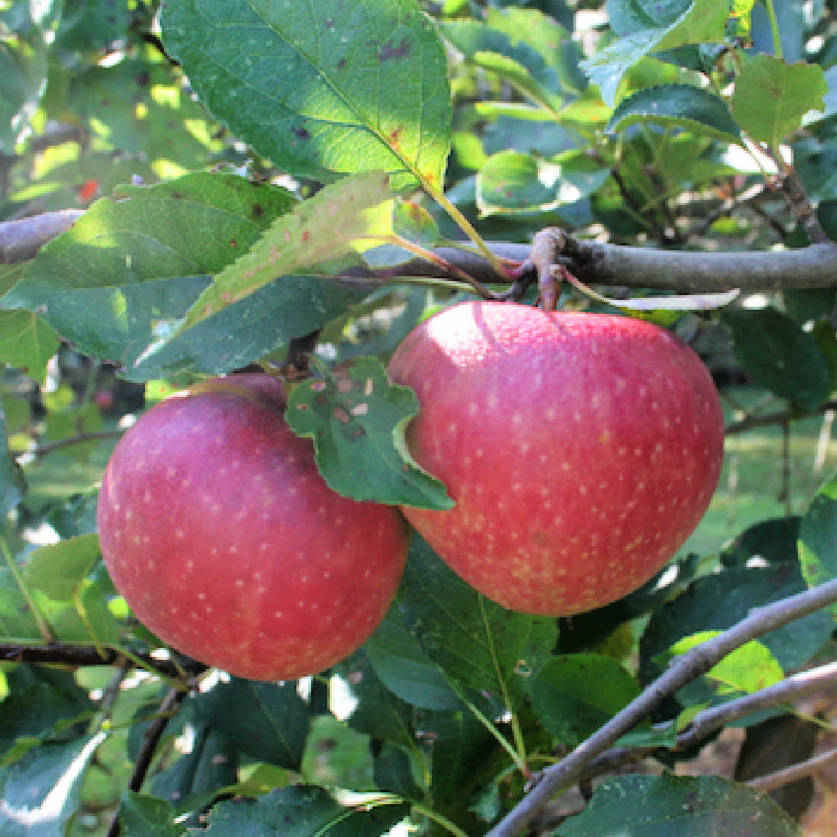 Jonathan apples on the tree in our orchard