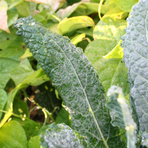 a close up of kale in the garden