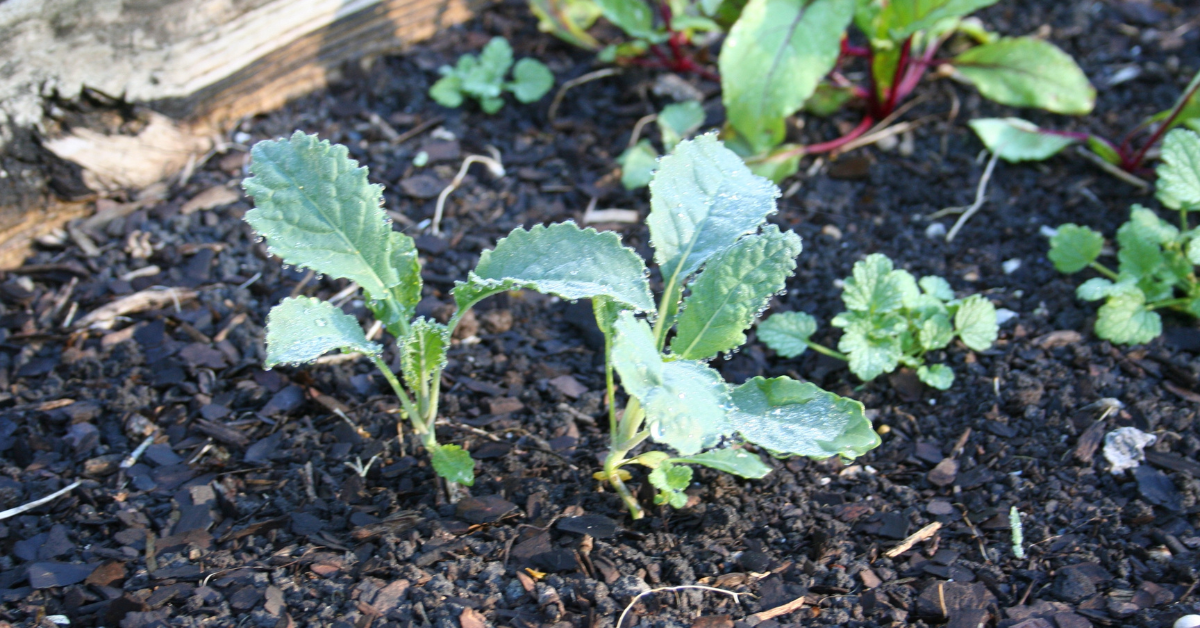 How to Grow Kale Naturally