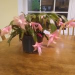 Christmas cactus