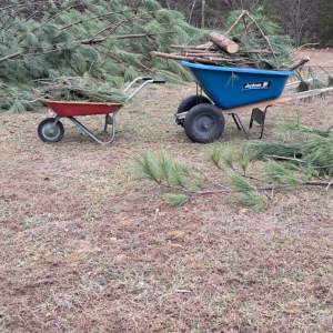 a blue wheelbarrow and a red wheelbarrow filled with pine branches