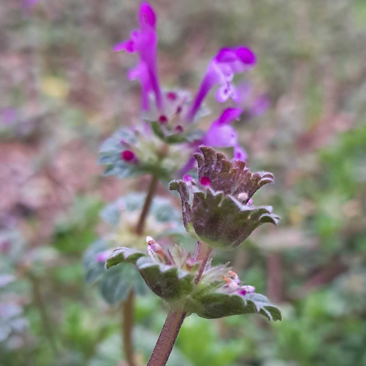 henbit close up