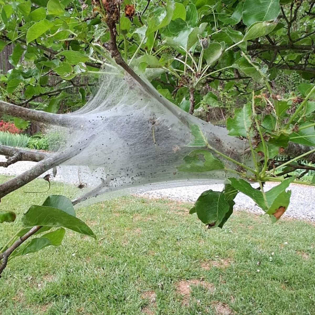 tent caterpillars on a pear tree