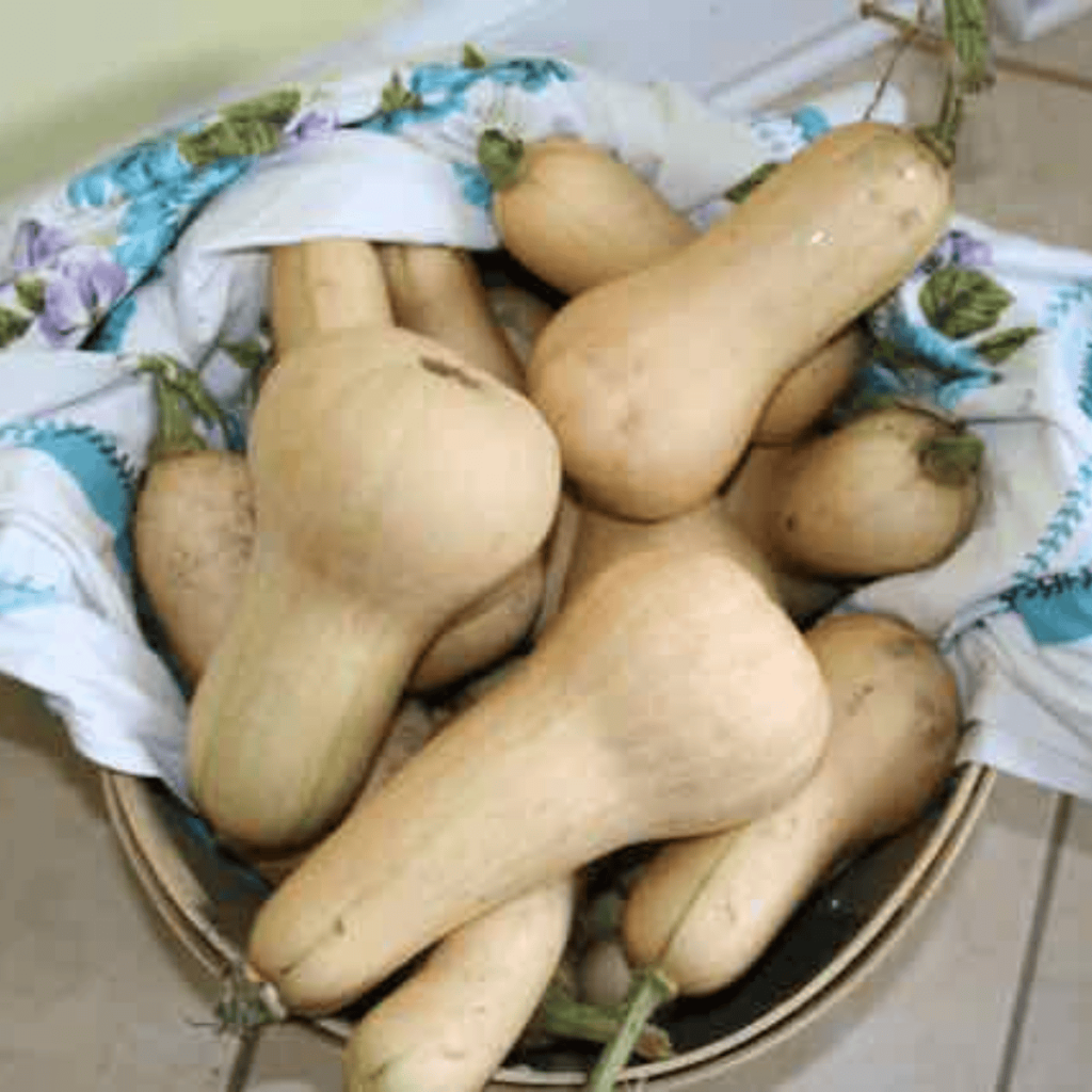 butternut squash harvest in a basket wrapped in a cloth