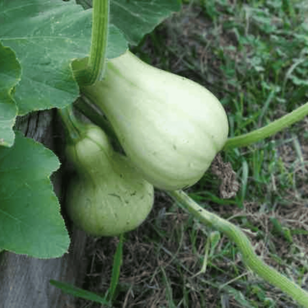 butternut squash growing in a raised garden bed