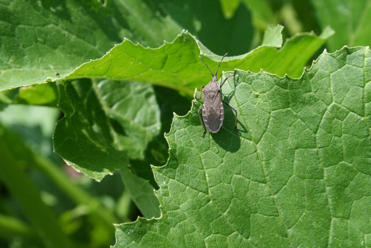 a squash beetle on zucchini