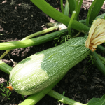 a zucchini growing in a raised bed