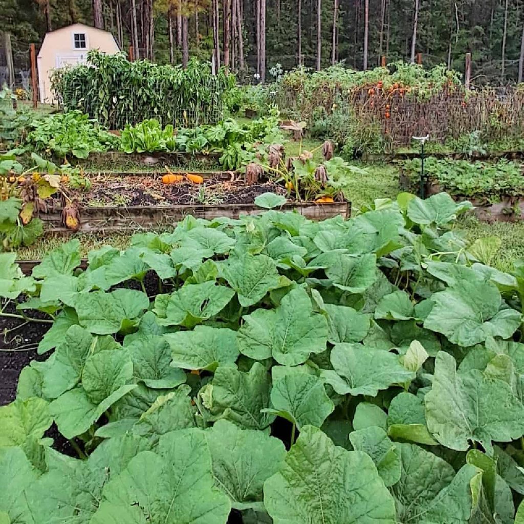 A raised bed garden showing healthy organic butternut squash.