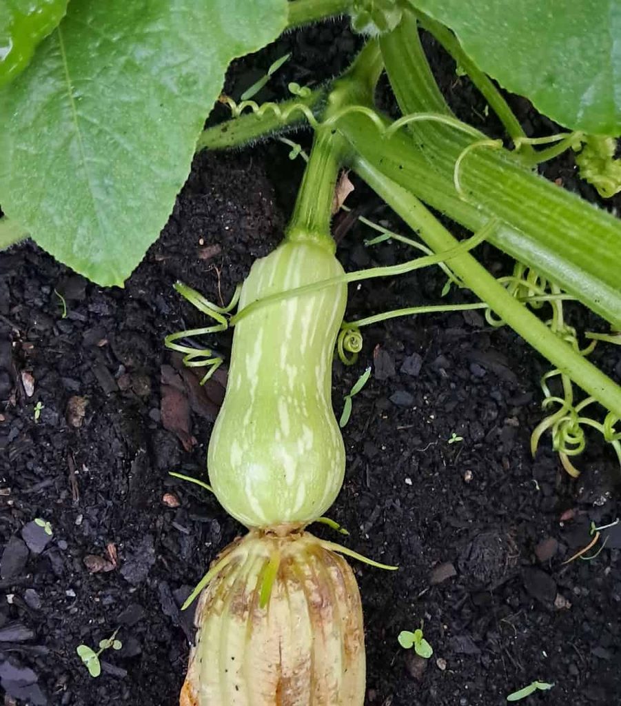 An immature butternut squash with flower still attached.