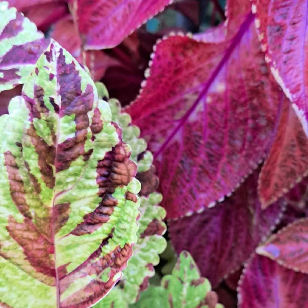 close up of coleus leaves