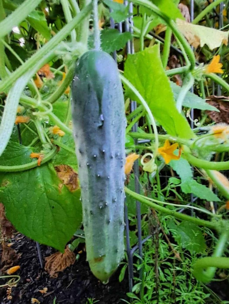 a cucumber growing in the garden and ready for harvest