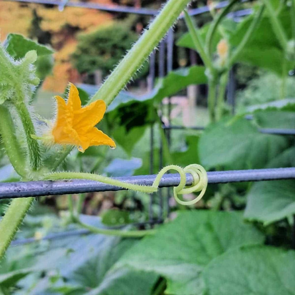 a close up of a cucumber vine