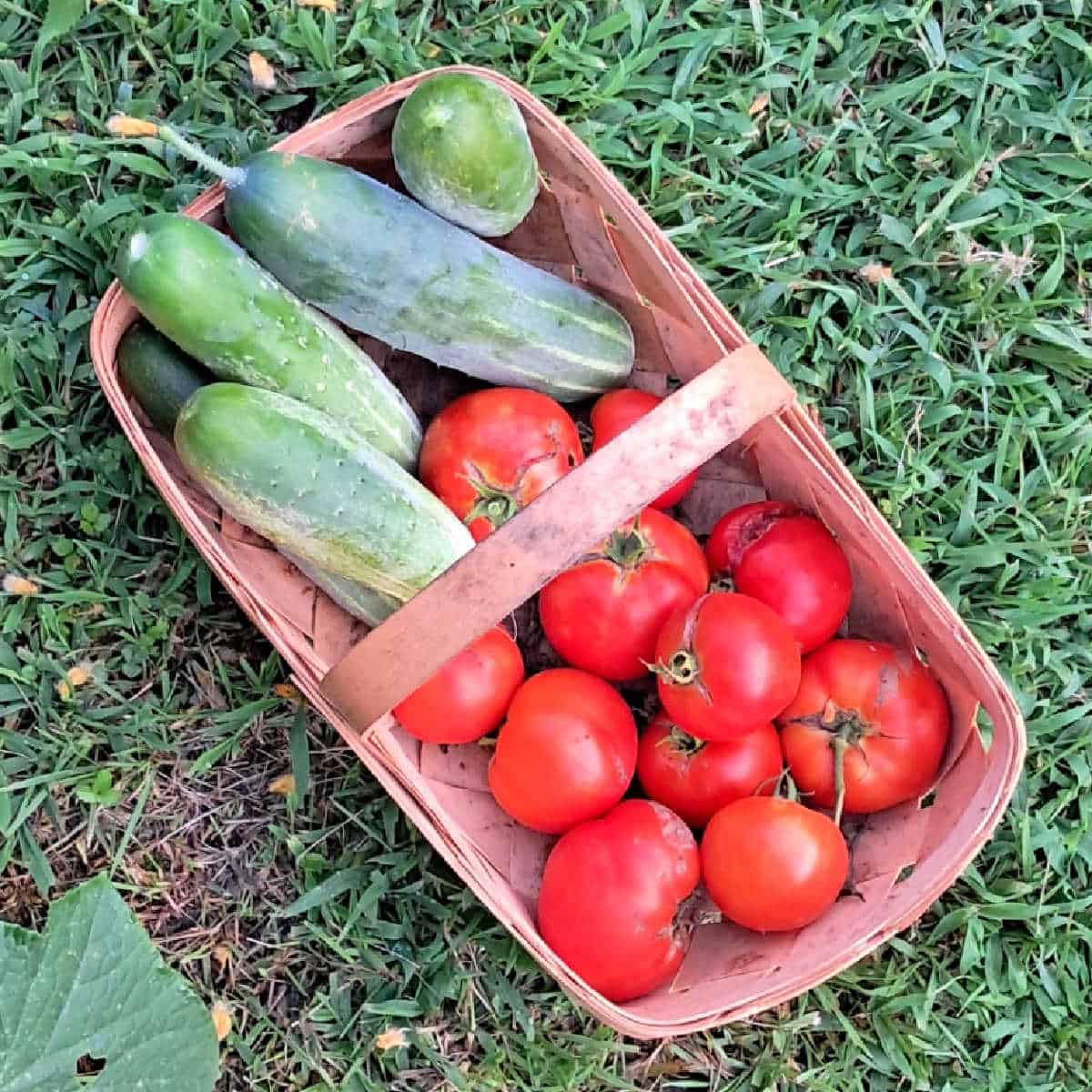 cucumbers and tomatoes in harvest basket