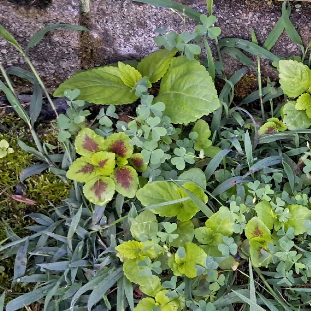 coleus plants growing in the lawn