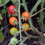 cherry tomatoes in various stages of ripeness