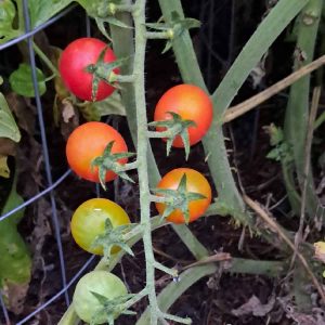 cherry tomatoes in various stages of ripeness