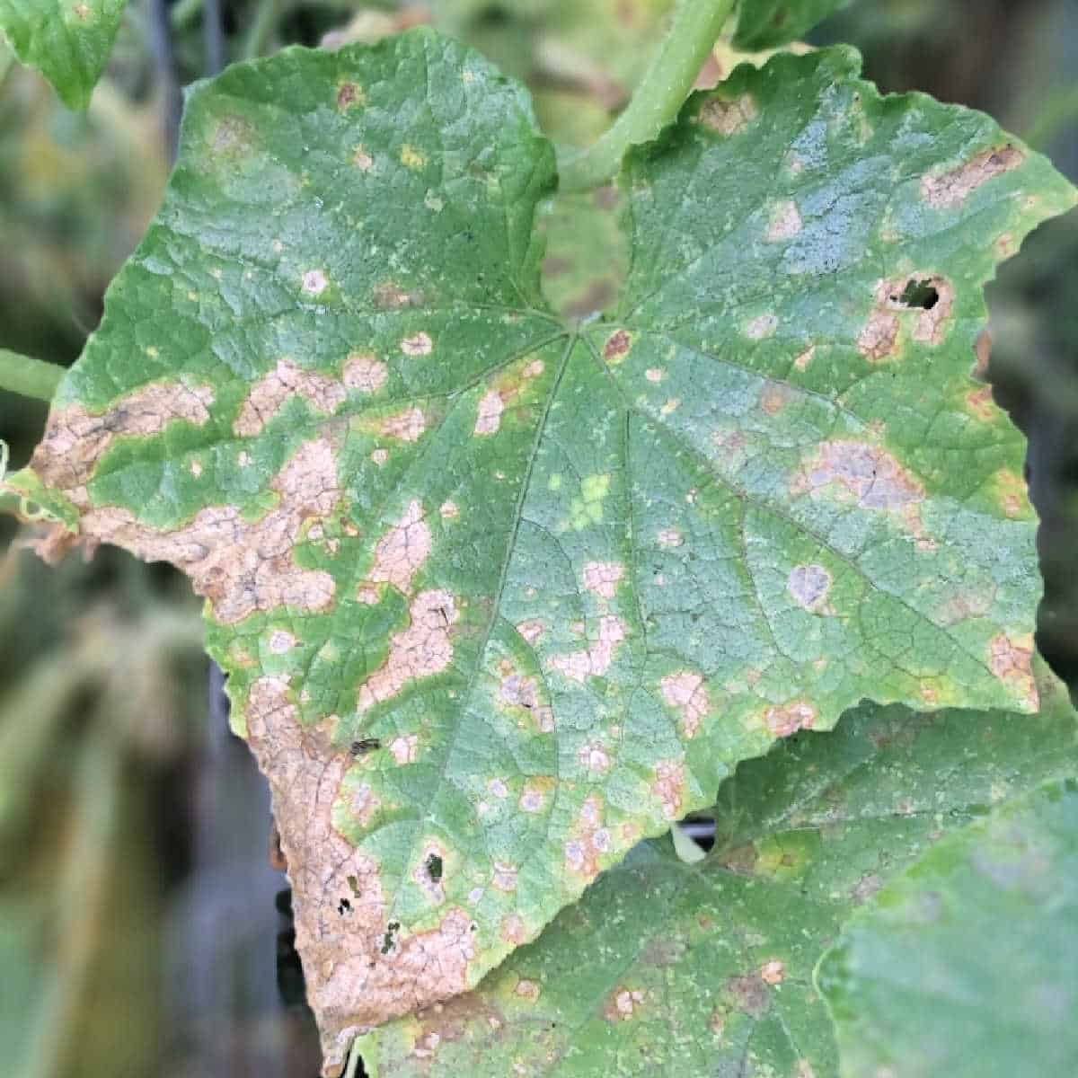 a close up of a cucumber leaf with anthracnose