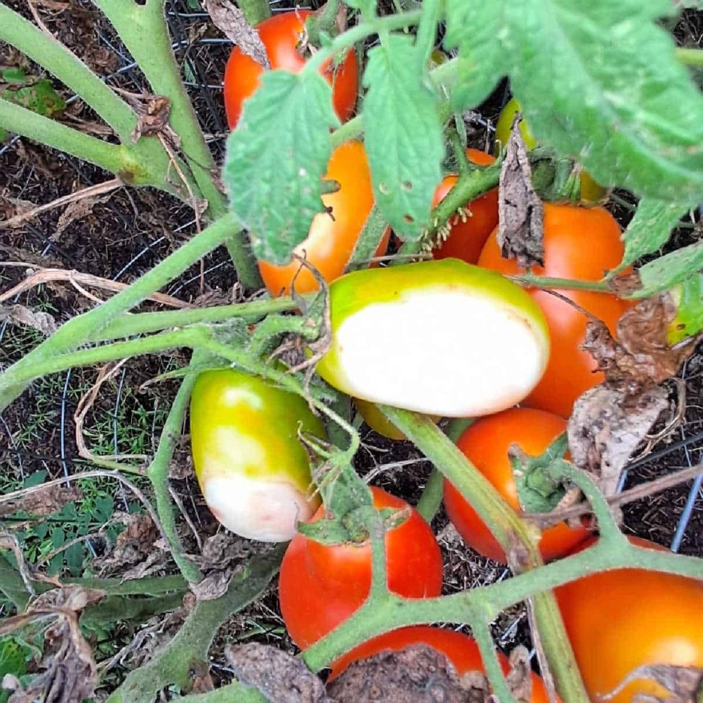 tomatoes with sunscald spots