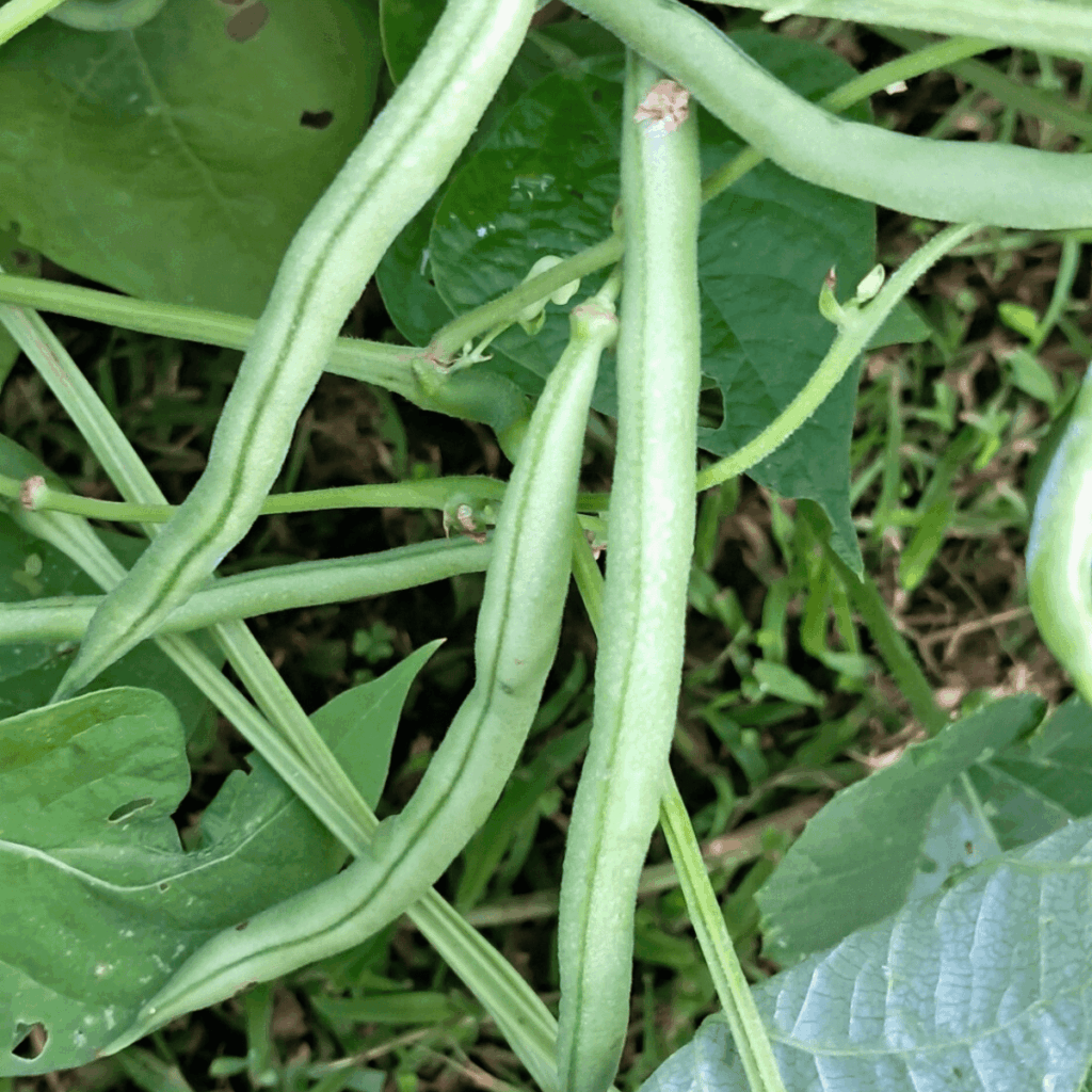 green beans on the plant