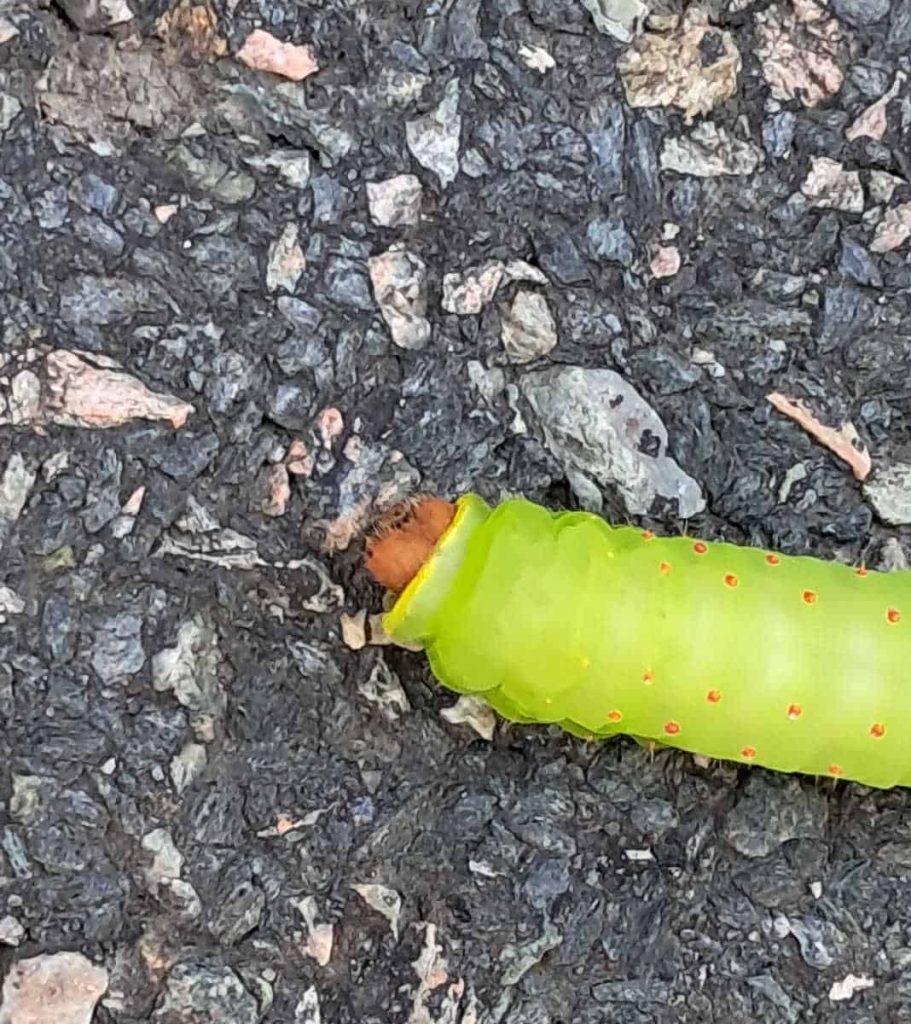 close up of the polyphemus moth caterpillar