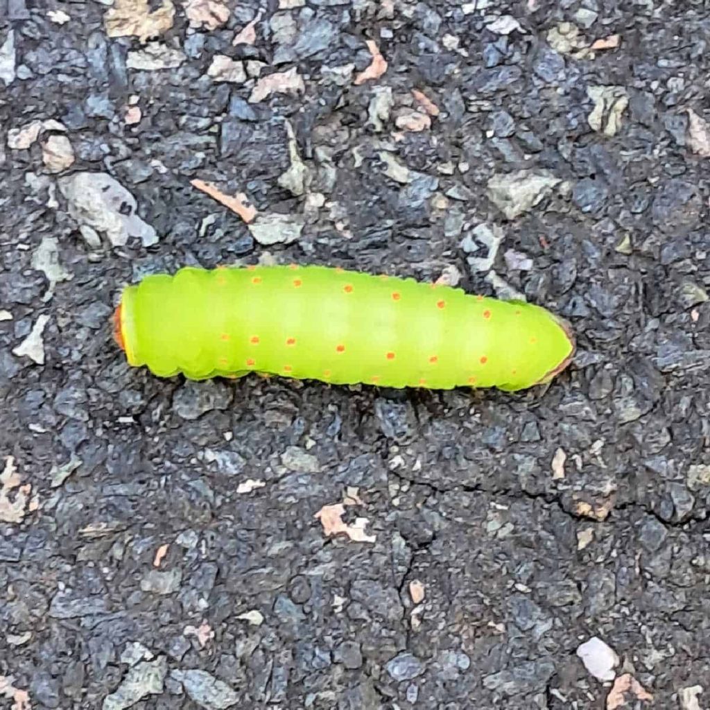 polyphemus moth caterpillar