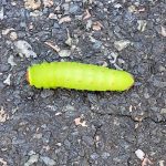 polyphemus moth caterpillar