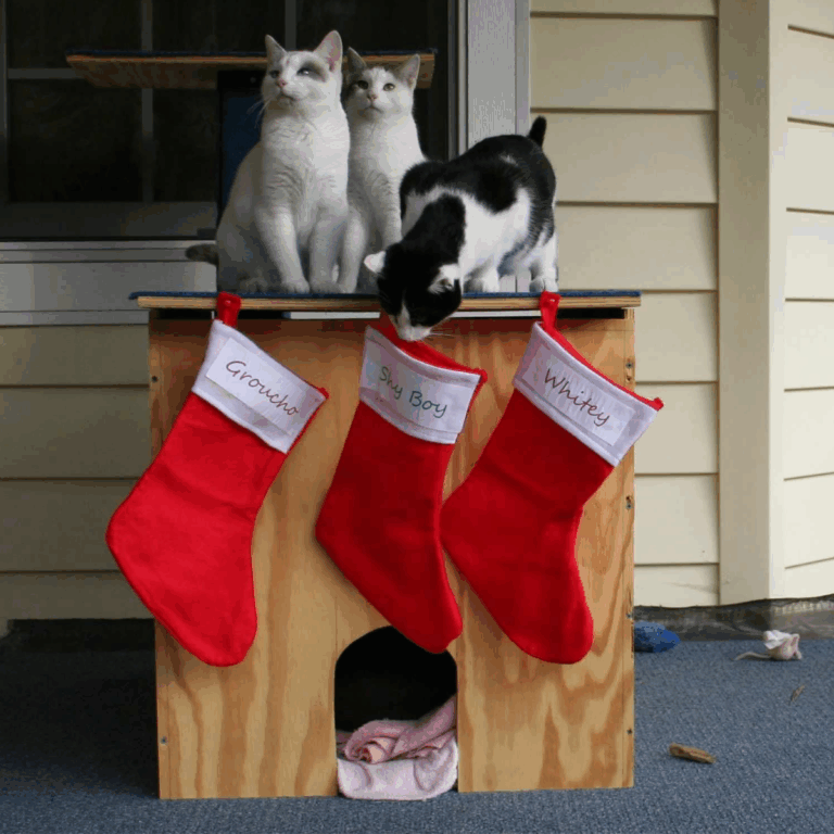 three cats checking out their christmas stockings