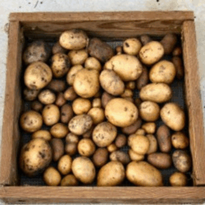 potatoes drying on a screen