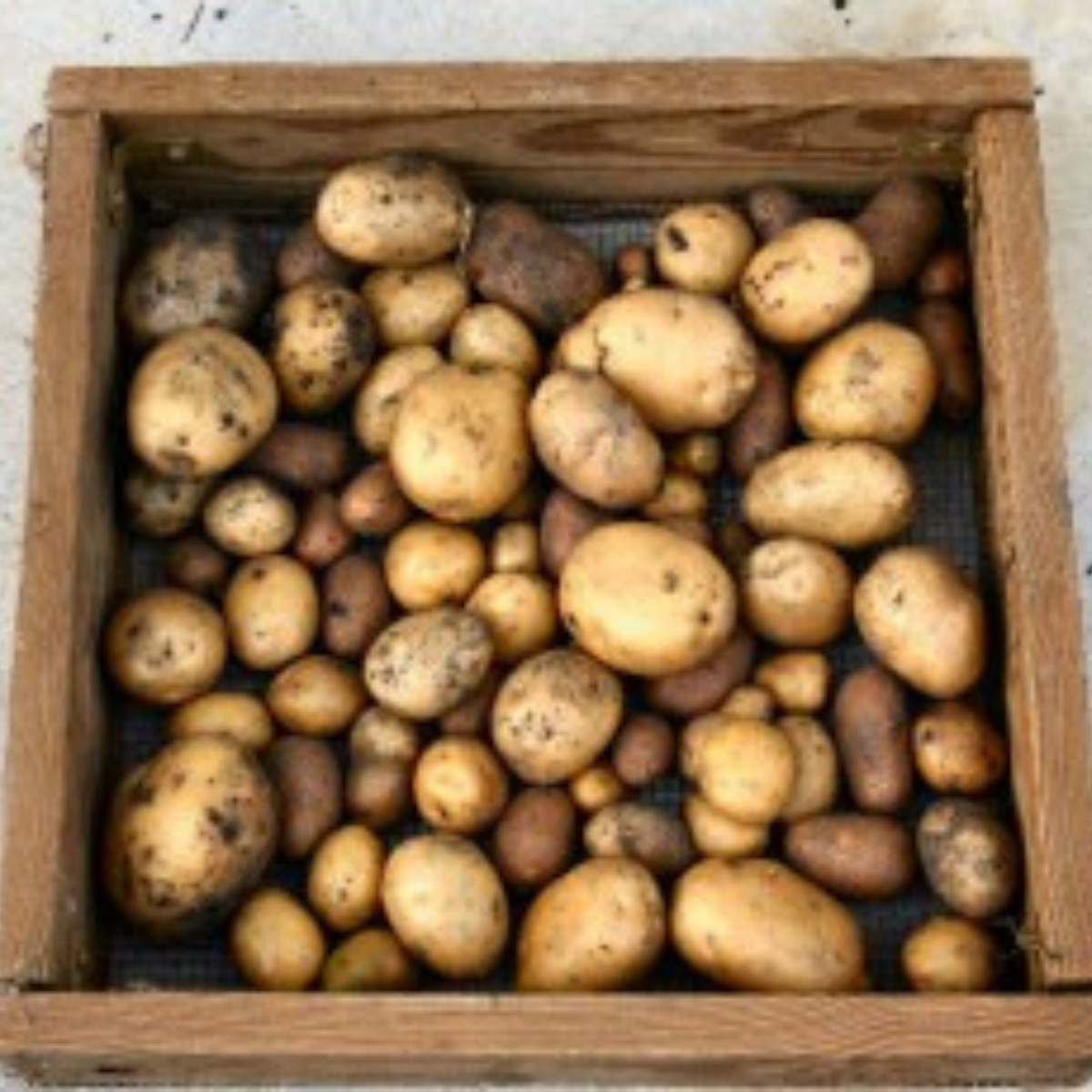 potatoes drying on a screen