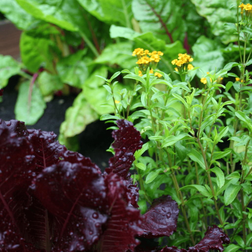 red lettuce, mexican tarragon, and chard