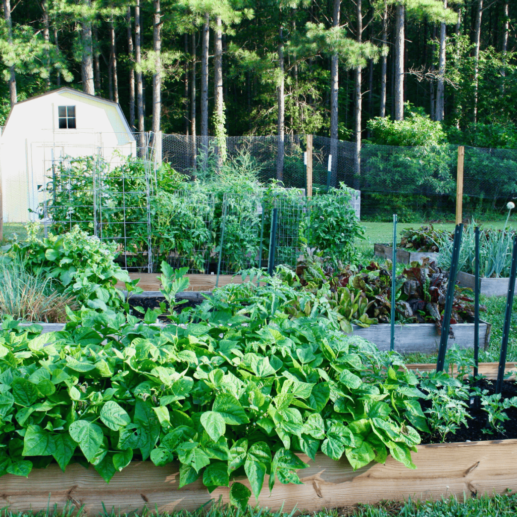 a raised bed vegetable garden 