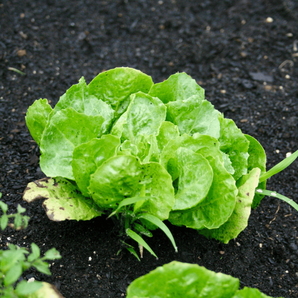 a head of lettuce growing in rich dark soil