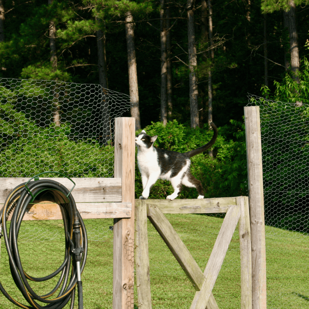 a black and white cat by the garden hose