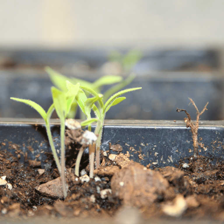 tomato seedlings