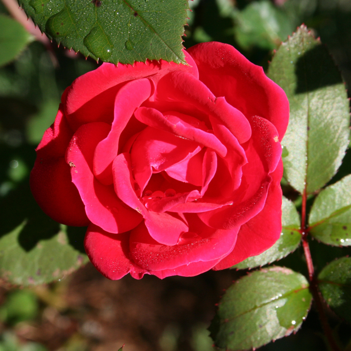 a red knockout rose