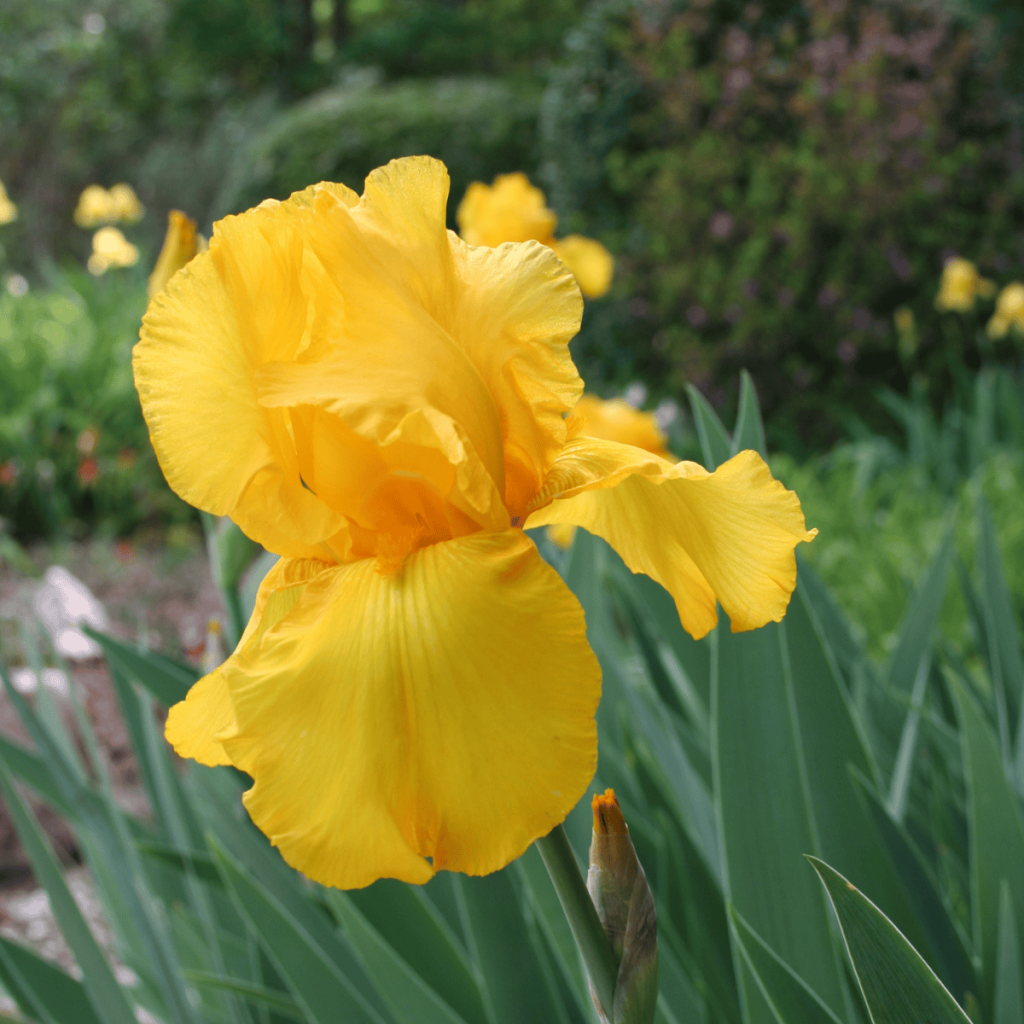 yellow bearded iris "Lemon Pledge"