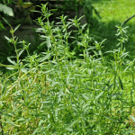 Summer savory is an annual herb that was once used just like pepper.