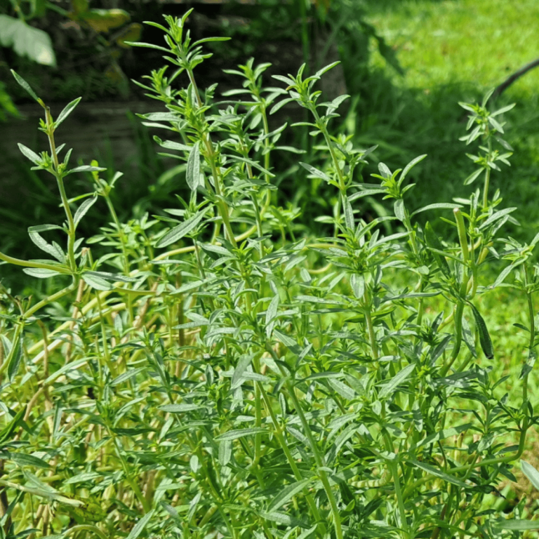 Summer savory is an annual herb that was once used just like pepper.