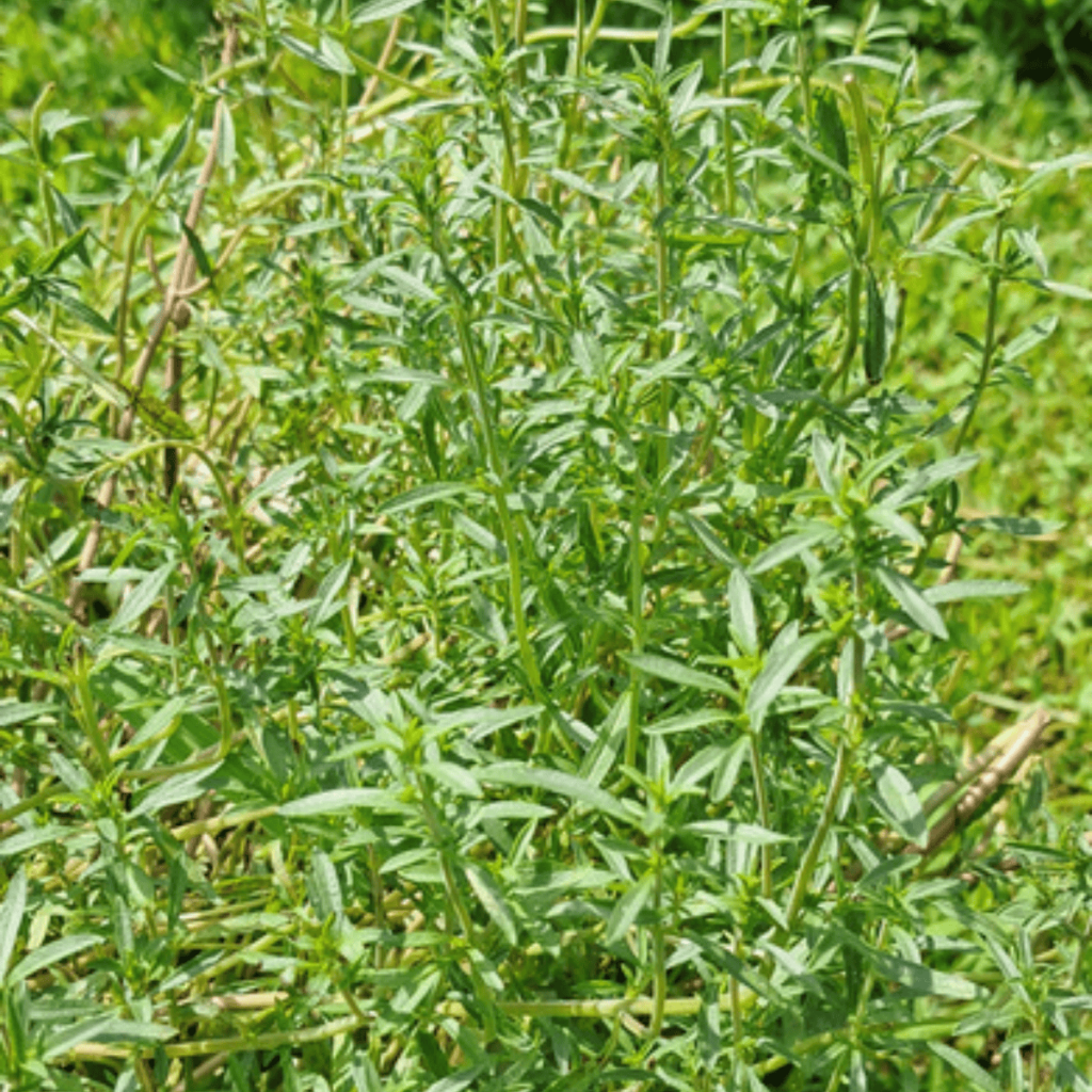Summer savory is easy to grow in the garden from seeds.
