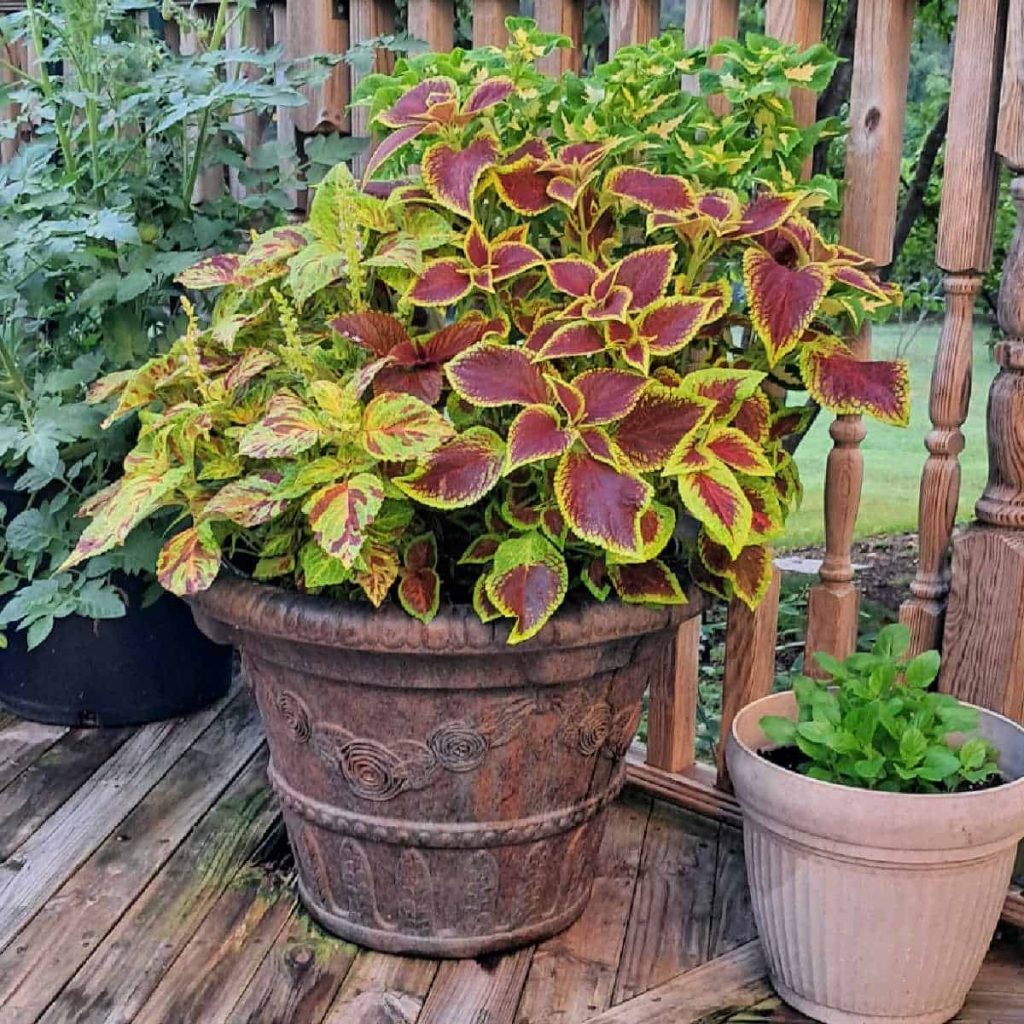 Planters with tomatoes, coleus, and tulsi (holy basil) on a deck. 