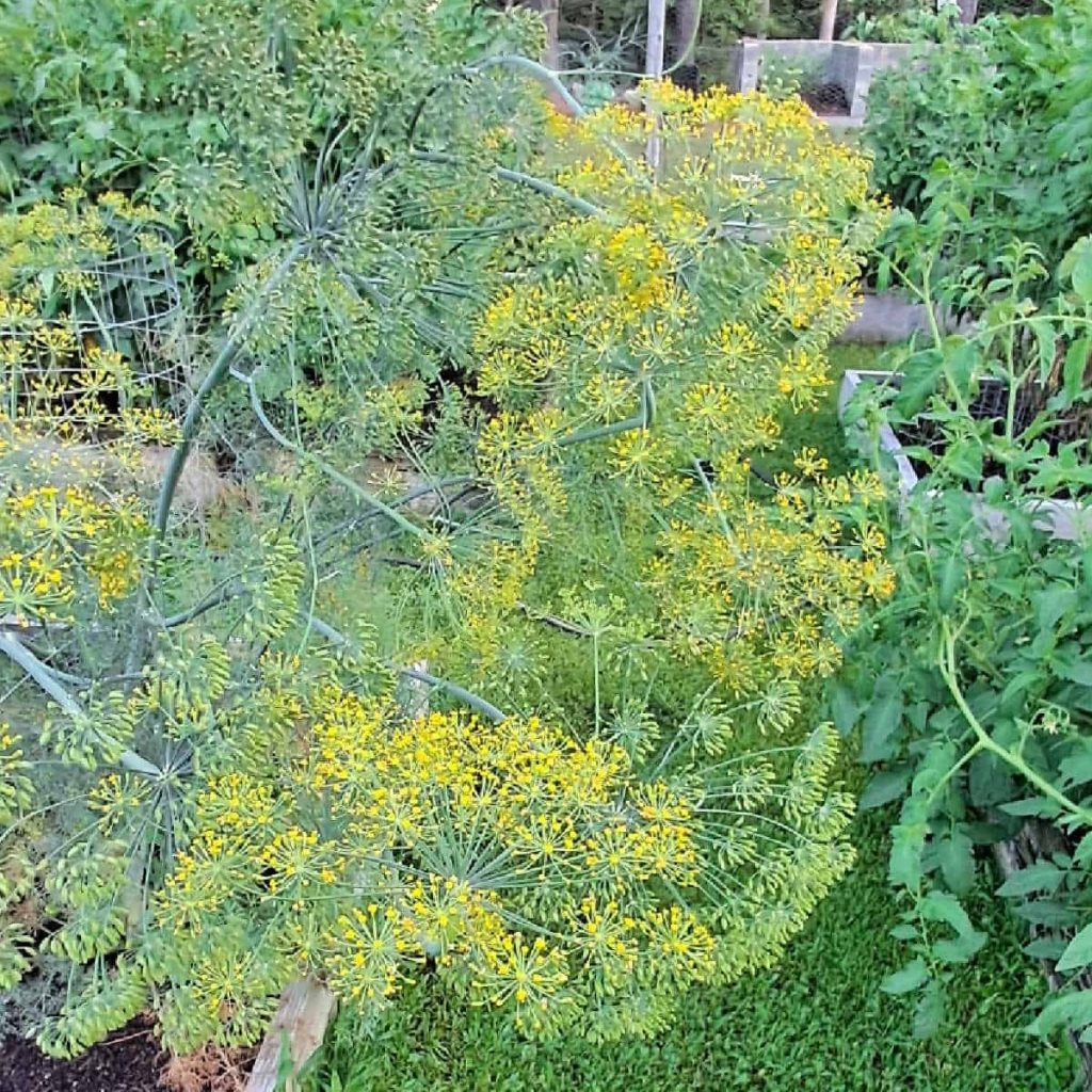 Dill weed herb flower head closeup