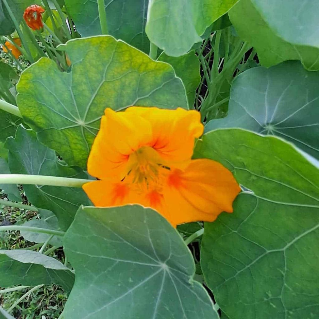 Close up of a nasturtium flower.