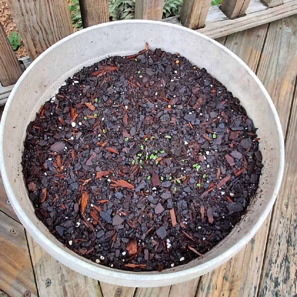 holy basil, or tulsi, seedlings emerge in a pot